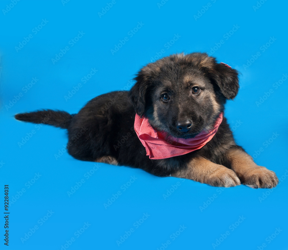 Black and red shaggy puppy in red bandanna lies on blue Black and red shaggy puppy in red bandanna lies on blue
