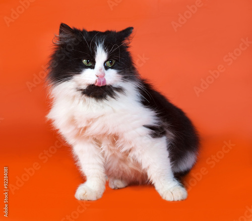 Black and white fluffy kitten sitting on orange