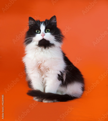 Black and white fluffy kitten sitting on orange