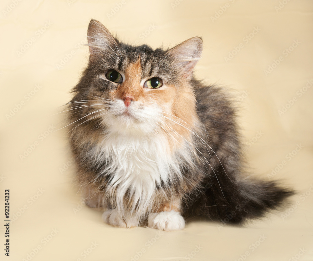 Fototapeta premium Tricolor kot leżący na żółtym