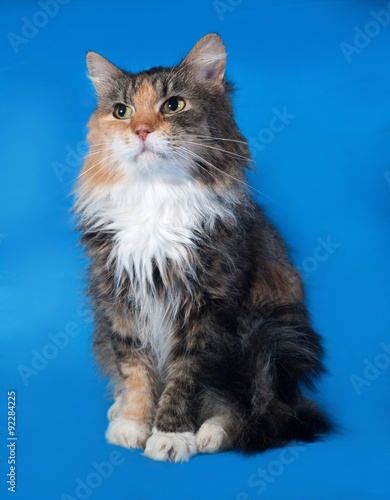 Tricolor cat sitting on blue