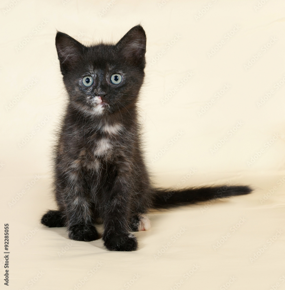 Fototapeta premium Tricolor kitten sitting on yellow