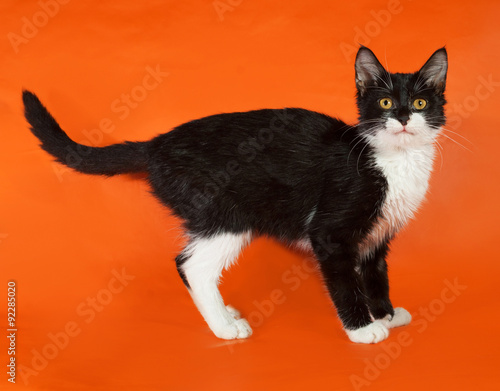 Black and white kitten standing on orange