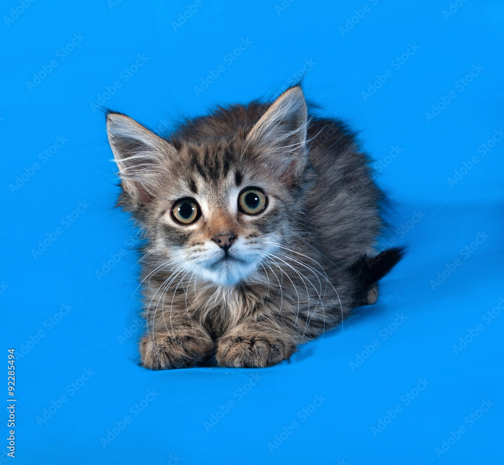 Striped and white fluffy kitten lying on blue