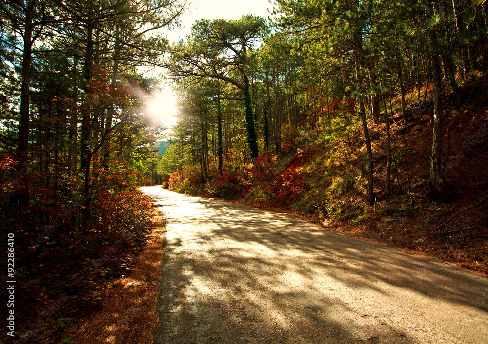 Fototapeta premium Road in autumn forest in light of the setting sun