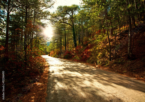 Road in autumn forest in light of the setting sun