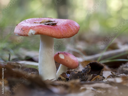 Buchen-Spei-Täubling, Russula nobilis