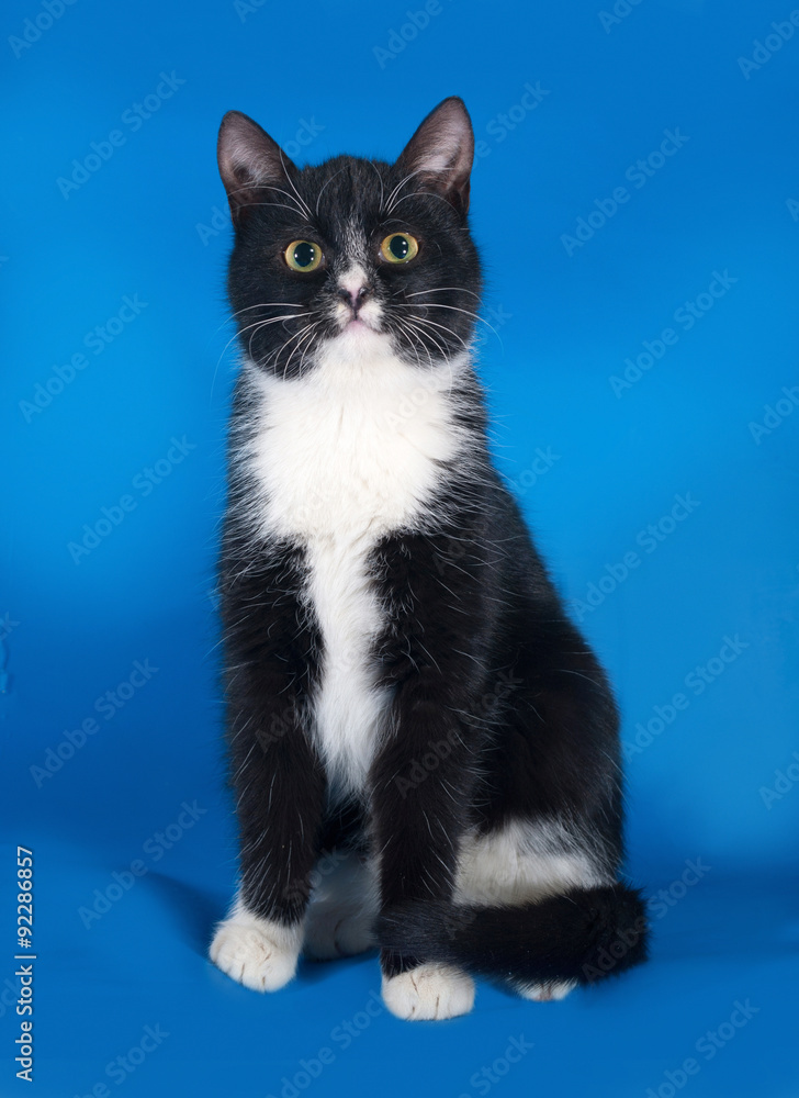 Black and white cat sitting on blue