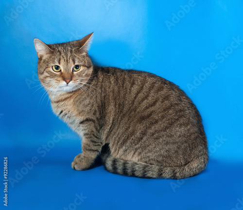 Tabby cat sitting on blue