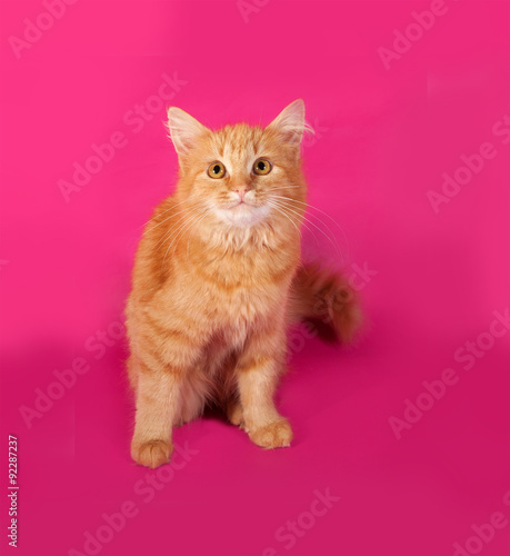 Red fluffy kitten sitting on pink