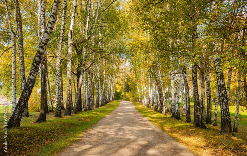 The path through the birch alley in autumn forest
