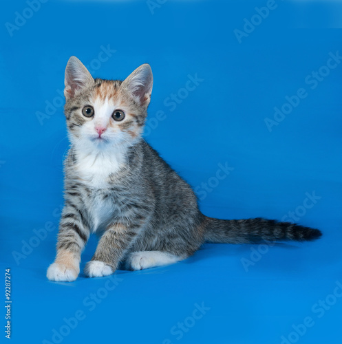 Tricolor striped kitten sitting on blue