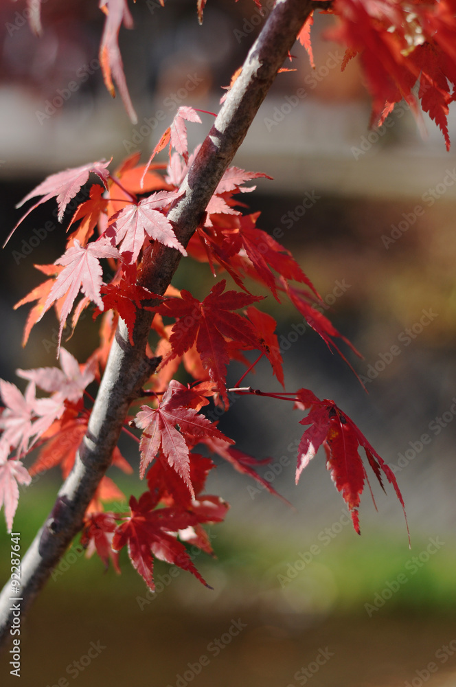 Red maple leaves during Japanese autumn season Red maple leaves during Japanese autumn season