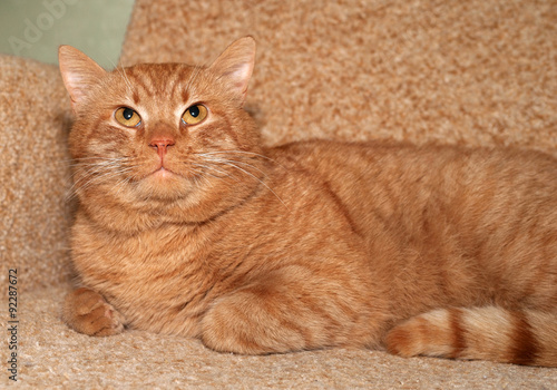 Fototapeta Naklejka Na Ścianę i Meble -  Red cat lying on chair