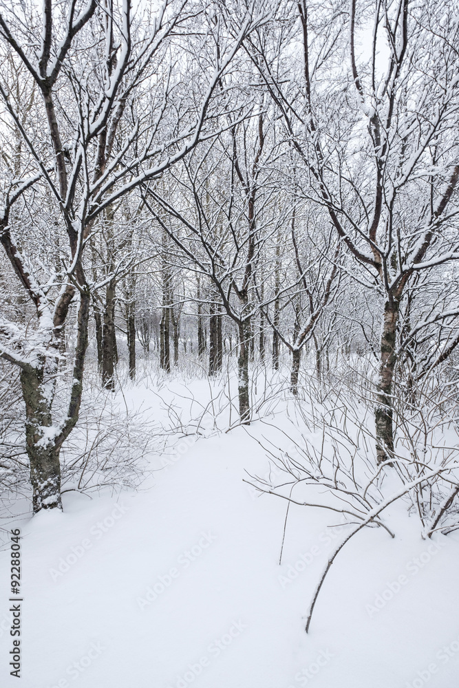 Winter forest