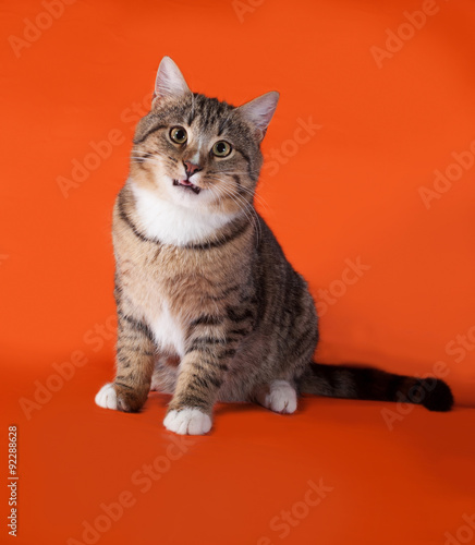 Tabby and white cat sitting on orange