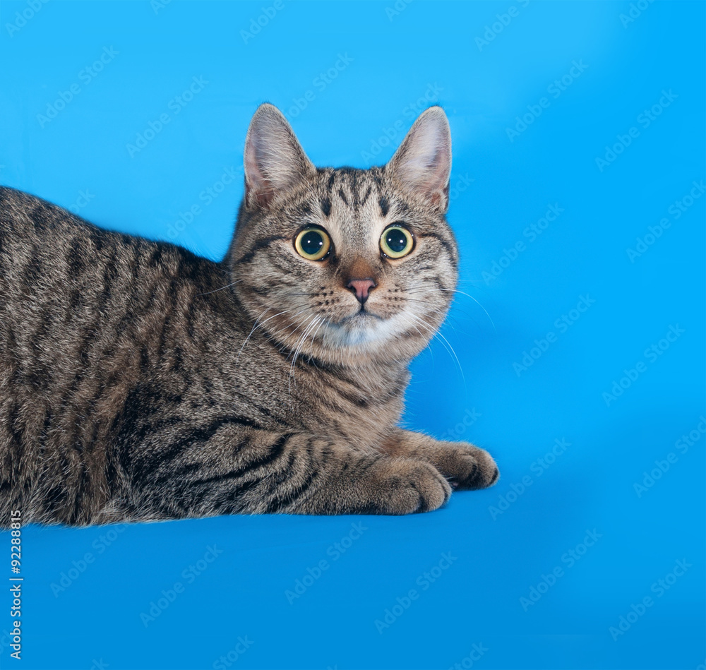 Fototapeta premium Striped cat lies on blue