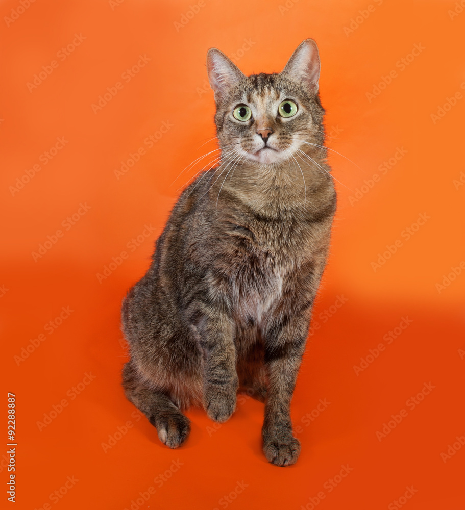 Tricolor striped cat sitting on orange