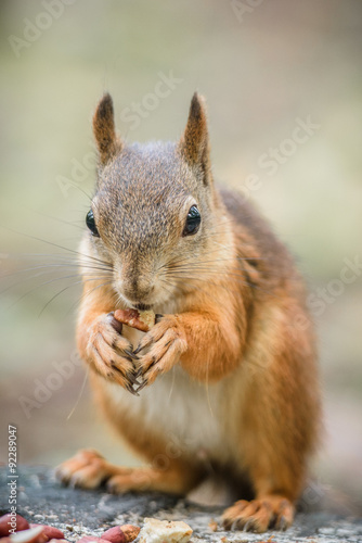 Curious squirrel  © Denis Zaporozhtsev