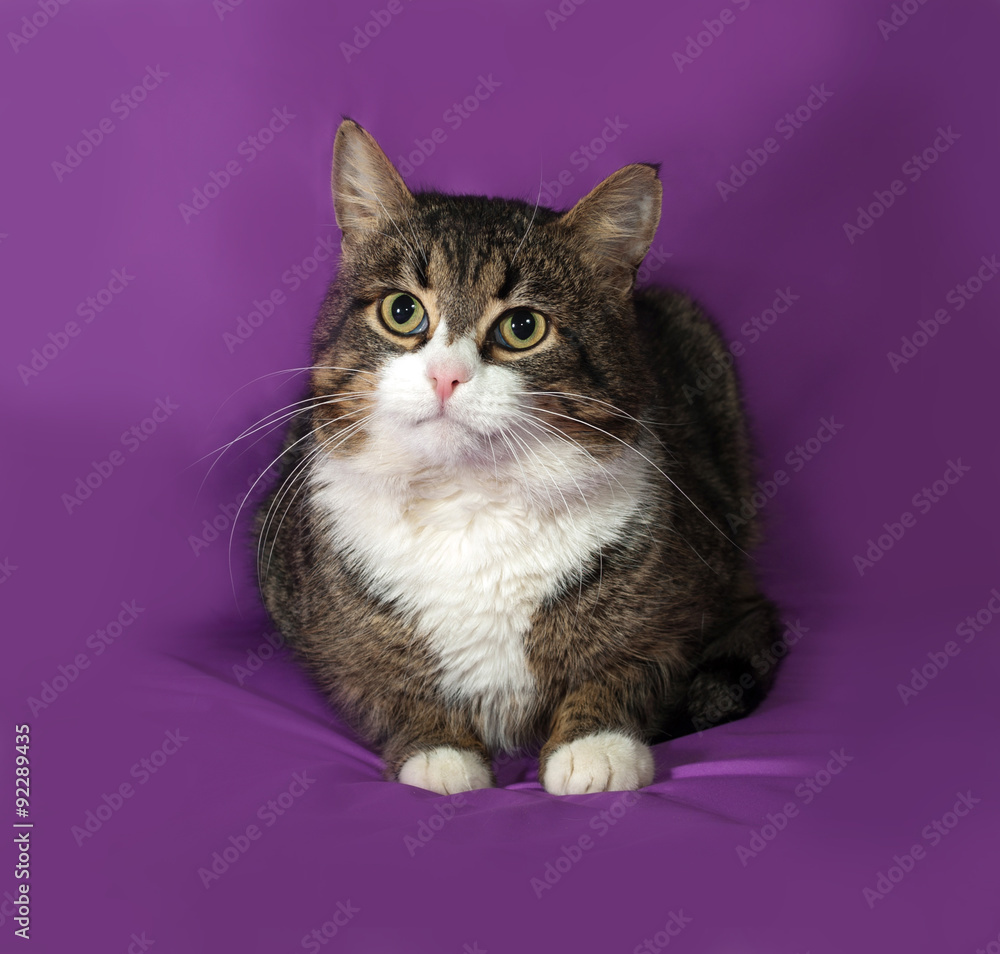 Obraz premium Tabby and white cat sitting on lilac