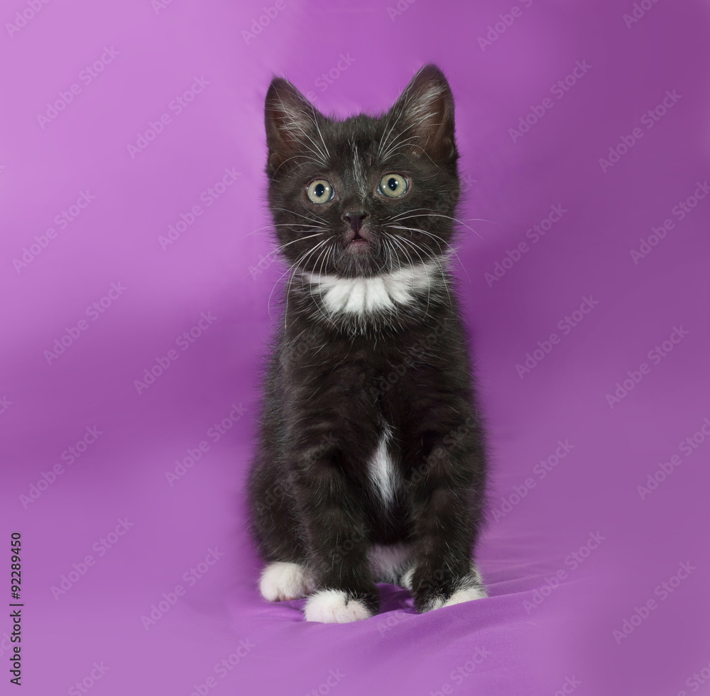 Black and white fluffy kitten sitting on lilac