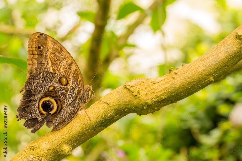Fototapeta premium Schmetterling