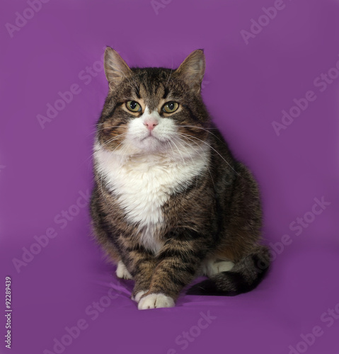 Tabby and white cat sitting on lilac