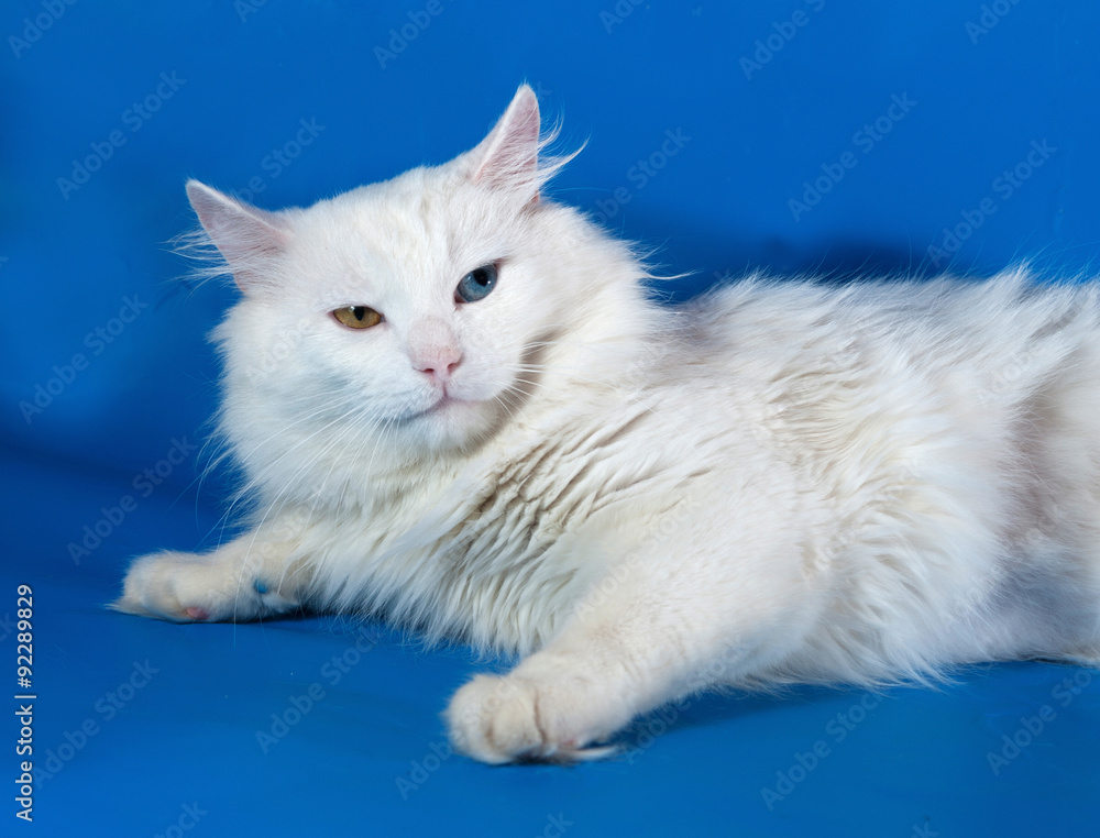 White cat with different colored eyes lies on blue