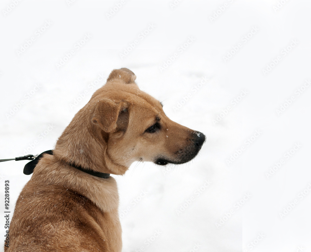 Yellow dog sitting on snow Yellow dog sitting on snow