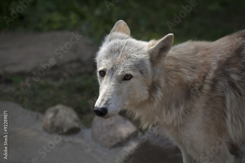 Stare of a molting polar wolf female. Arctic beast is looking forward coming summer. Peaceful eyes of a very dangerous raptor of the severe North.