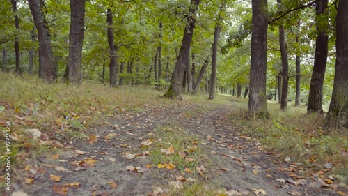 Wallpaper Mural Forest path with autumn colored leaf Torontodigital.ca