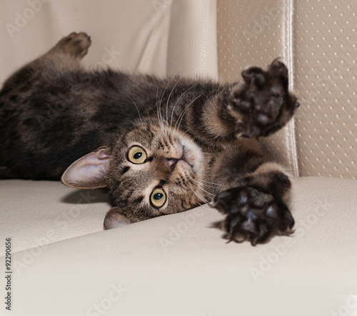 Tabby cat playing on leather sofa