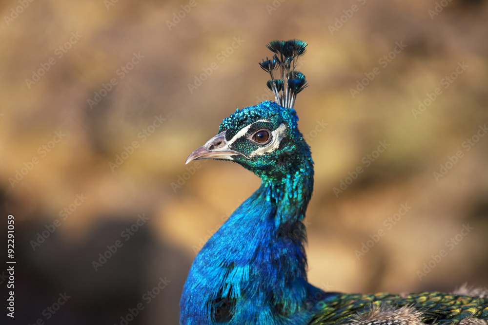 A head of a blue peacock. Macro portrait of a beautiful bird on natural brown background. A head of a blue peacock. Macro portrait of a beautiful bird on natural brown background.