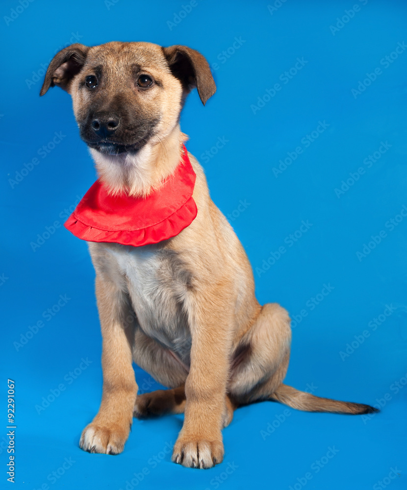 Thin yellow puppy in red bandanna sitting on blue