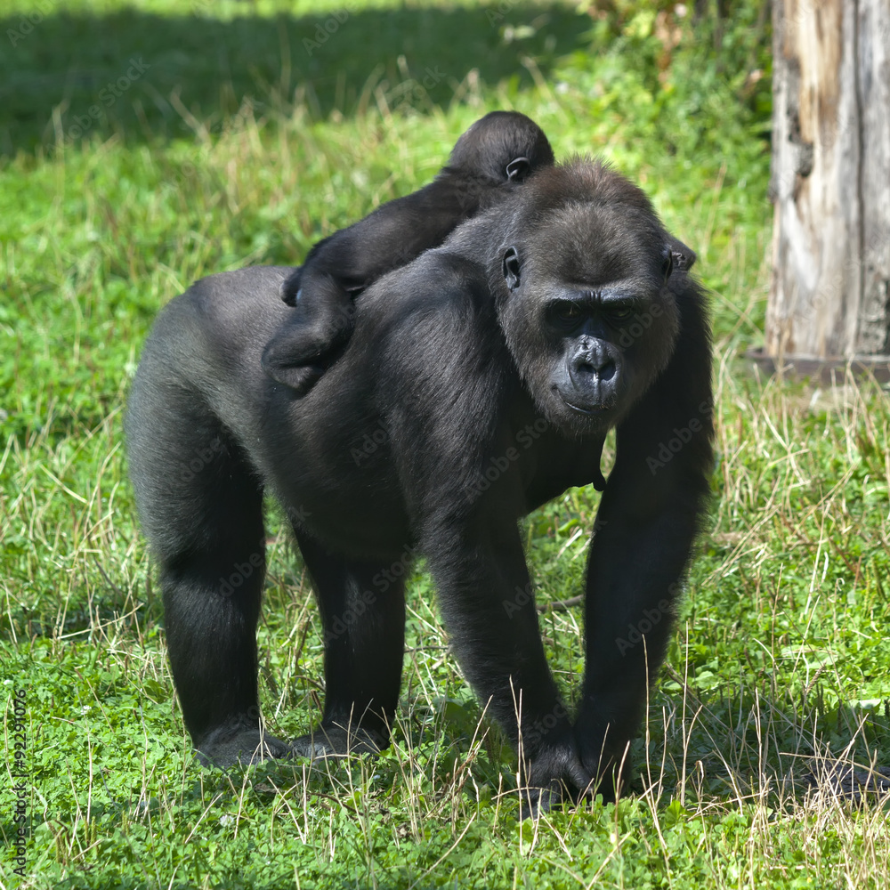 Naklejka premium A sunlit gorilla female with her baby on her back. The biggest monkey mother on green grass. Little family of the great apes. Tenderness and beauty of the wildlife.