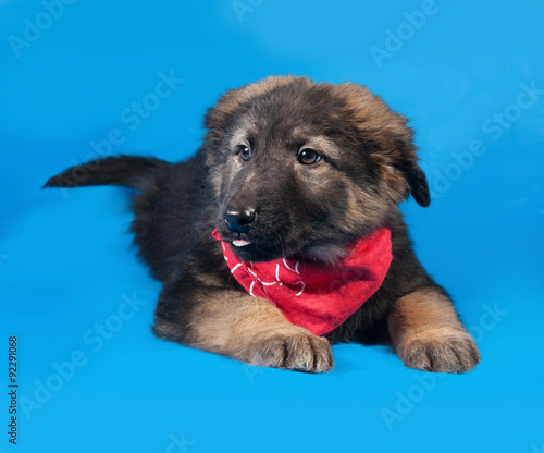 Black and red shaggy puppy in red bandanna lies on blue