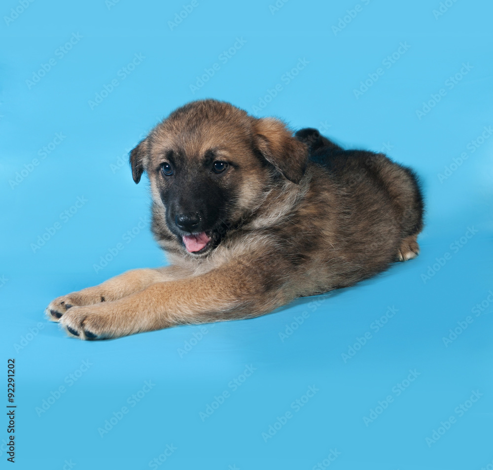 Naklejka premium Brown puppy lies on blue