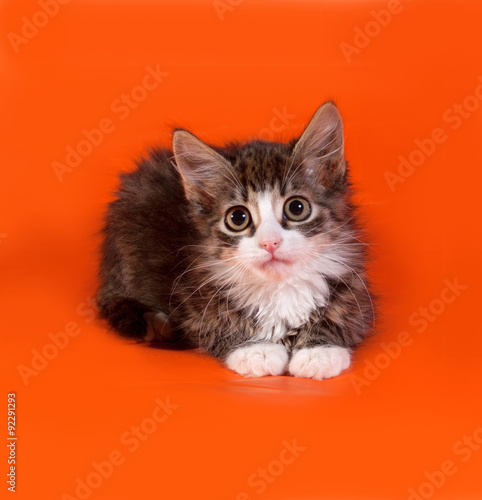 Striped and white fluffy kitten sitting on orange