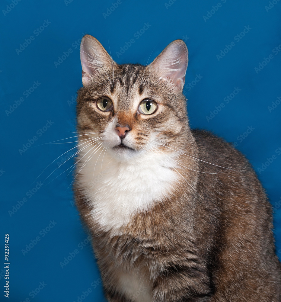 Tabby and white cat sitting on blue