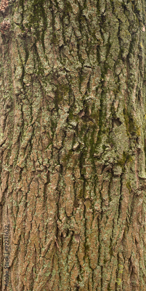 Obraz premium Texture of old tree bark with green moss