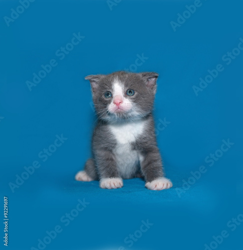 Grey and white kitten standing on blue