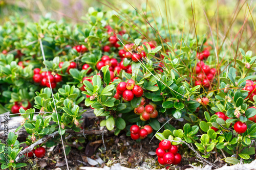 Tablou pe pânză Patulent lingonberry bush