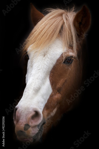 A face portrait of a grace red horse with white stripe on the face, isolated on black background. Beautiful mare, looking straight into the camera. Expressive animal face portrait.