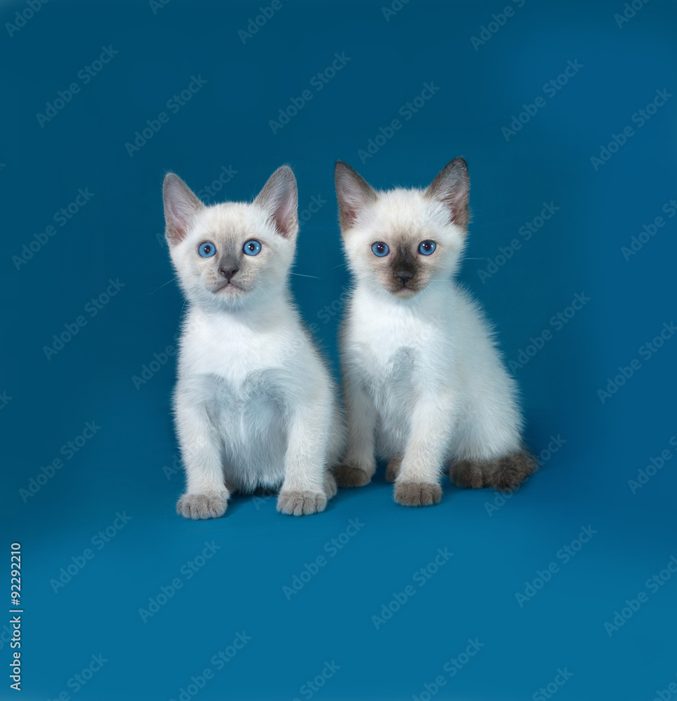 Two Thai white kitten sitting on blue