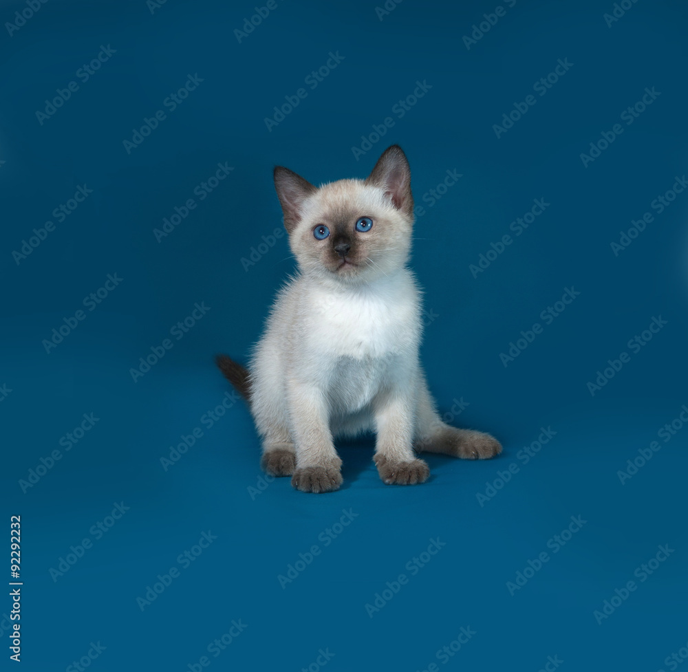 Thai white kitten sitting on blue