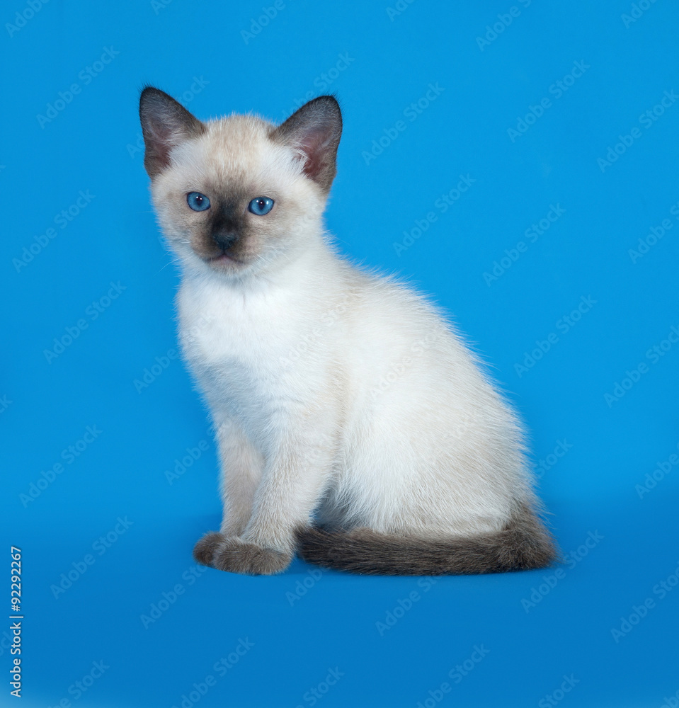 Thai white kitten sitting on blue Thai white kitten sitting on blue