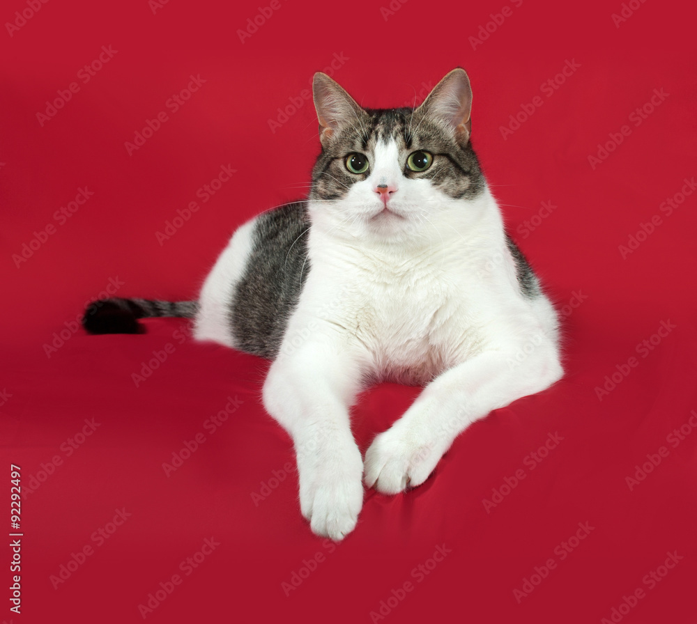 Tabby and white cat is lies on red