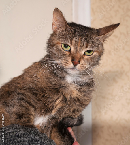 Striped old cat sitting on shoulder