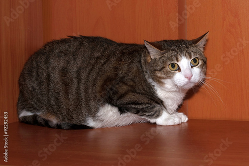 Tabby and white scared cat lying on shelf