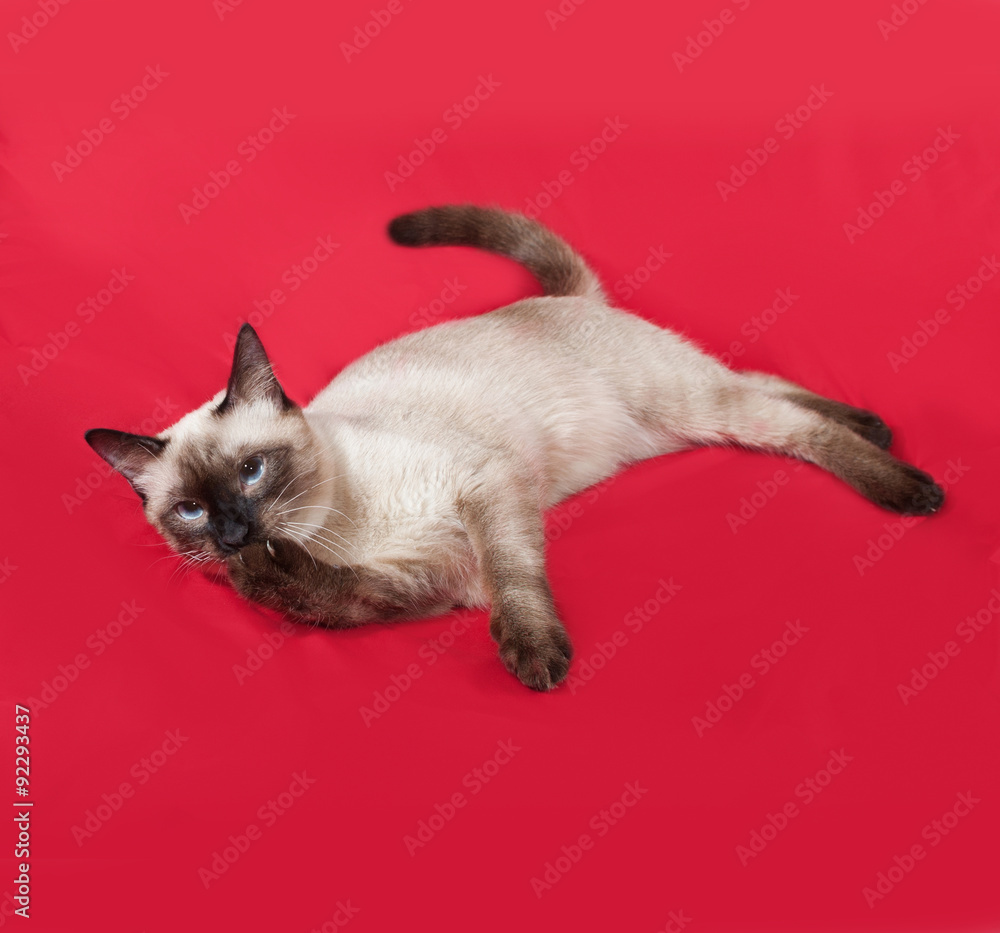 Thai white cat lies on red
